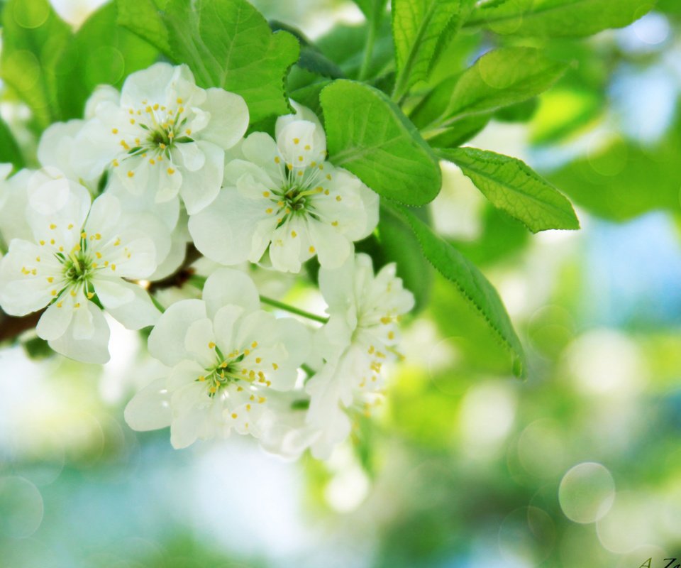 Обои ветка, цветение, весна, яблоня, branch, flowering, spring, apple разрешение 2560x1600 Загрузить