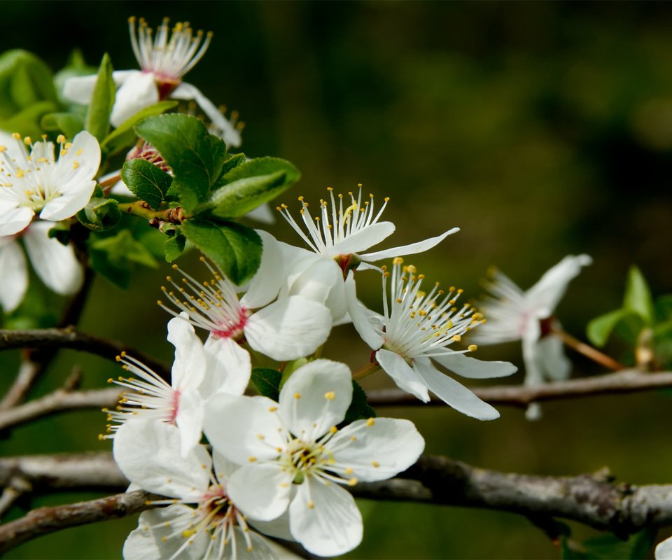 Обои цветы, цветение, растения, макро, весна, flowers, flowering, plants, macro, spring разрешение 1920x1200 Загрузить