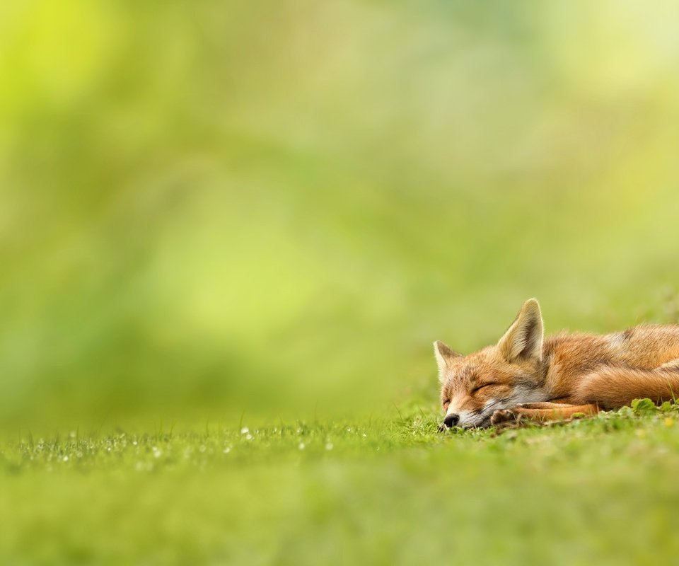 Обои трава, природа, зелень, спит, рыжая, лиса, лисица, волк, grass, nature, greens, sleeping, red, fox, wolf разрешение 1920x1080 Загрузить