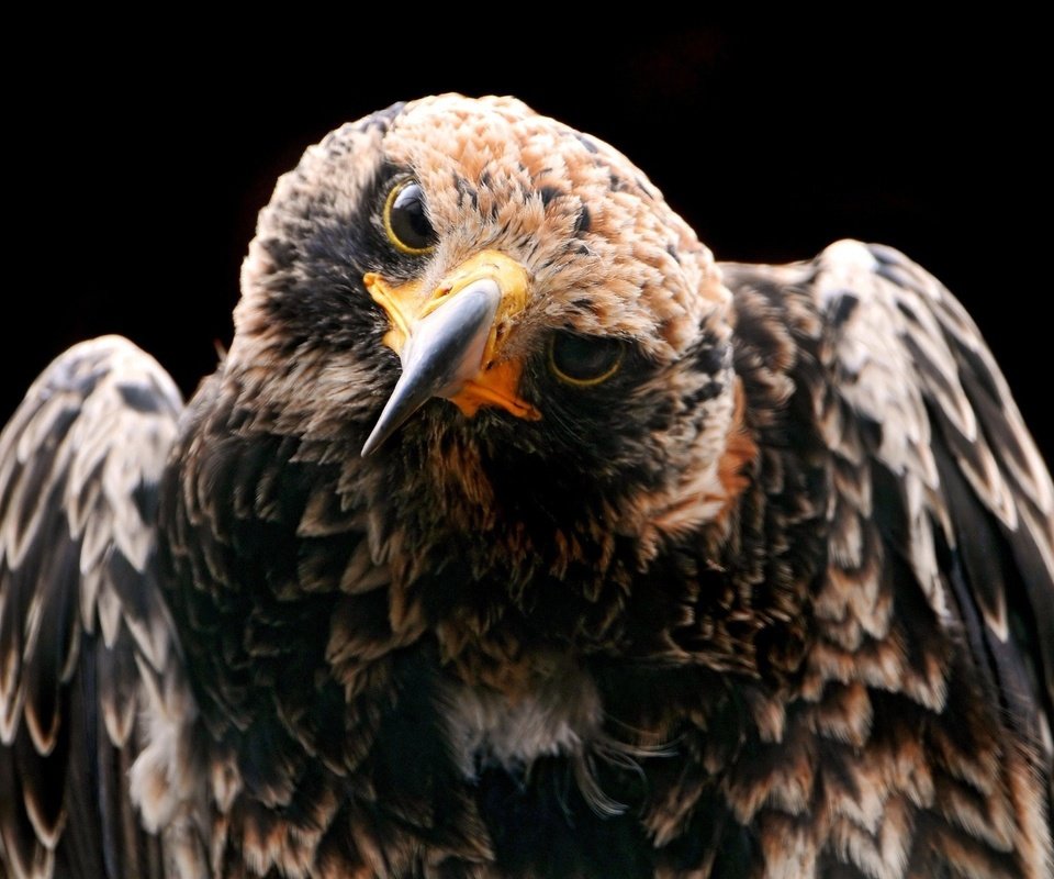 Обои птица, клюв, черный фон, перья, ястреб, хищная птица, bird, beak, black background, feathers, hawk, bird of prey разрешение 2048x1280 Загрузить