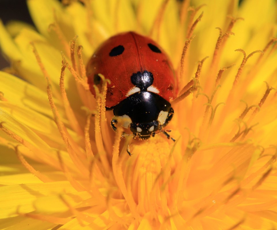 Обои жук, насекомое, цветок, божья коровка, одуванчик, beetle, insect, flower, ladybug, dandelion разрешение 1920x1200 Загрузить