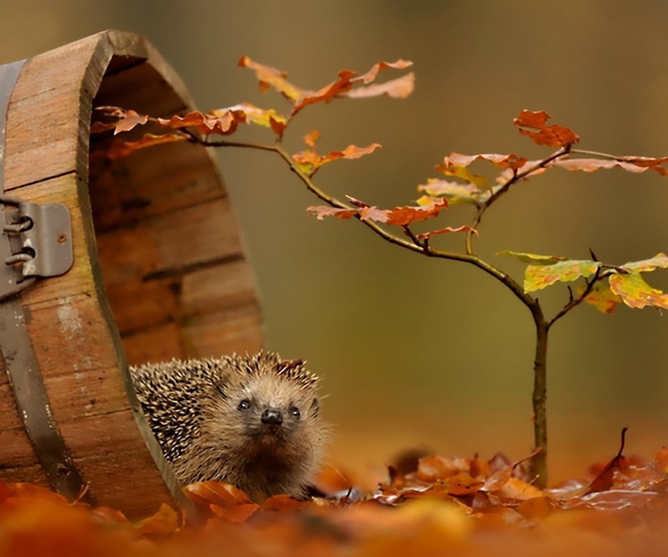 Обои листва, осень, ежик, foliage, autumn, hedgehog разрешение 1920x1200 Загрузить