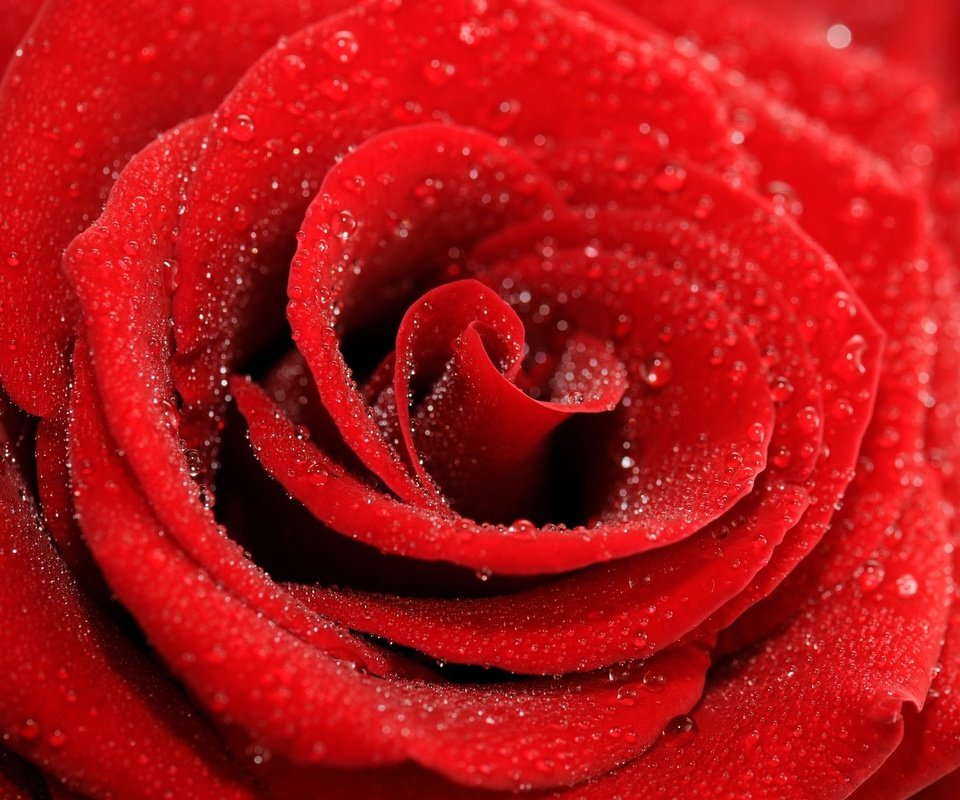 Обои цветок, роса, капли, роза, лепестки, красная, flower, rosa, drops, rose, petals, red разрешение 1920x1275 Загрузить