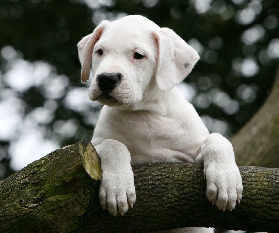 Обои дерево, собака, щенок, дог, аргентинский дог, tree, dog, puppy, the dogo argentino разрешение 1920x1200 Загрузить