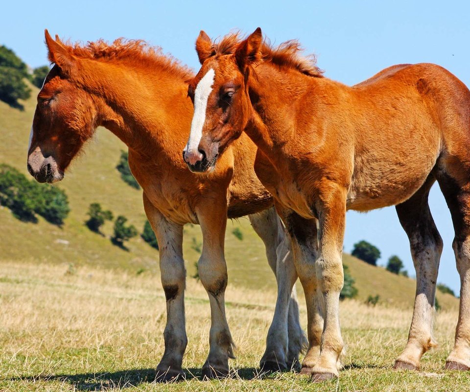 Обои небо, трава, природа, лошади, кони, лошадки, the sky, grass, nature, horse, horses разрешение 1920x1200 Загрузить