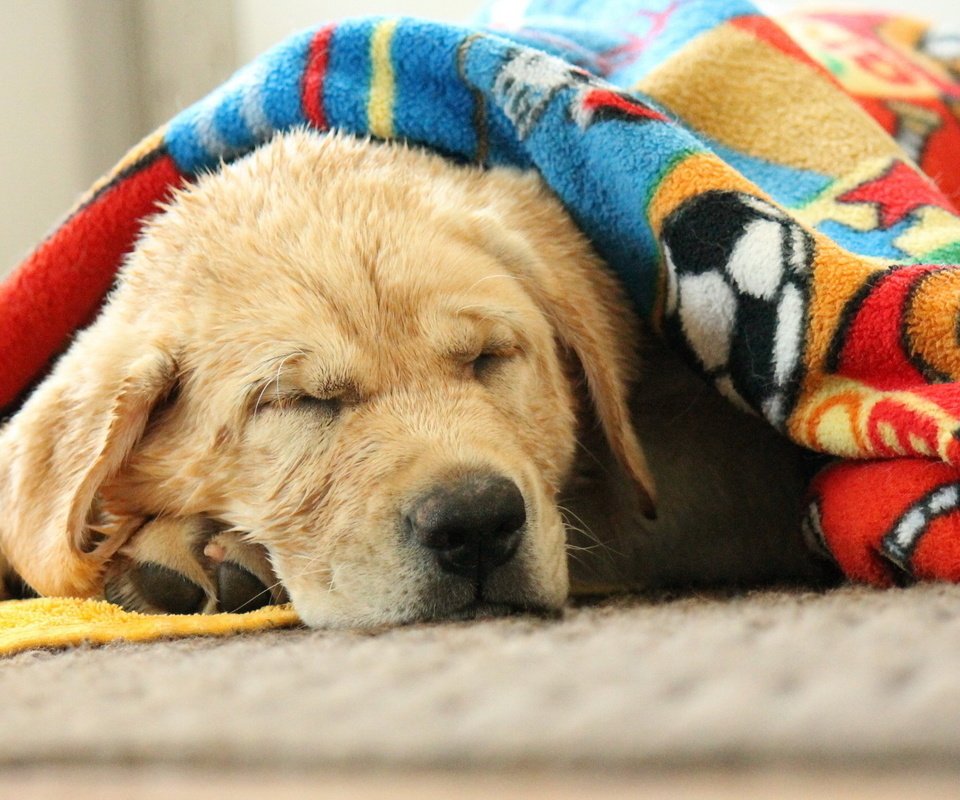 Обои морда, сон, собака, спит, одеяло, лабрадор, face, sleep, dog, sleeping, blanket, labrador разрешение 1920x1200 Загрузить