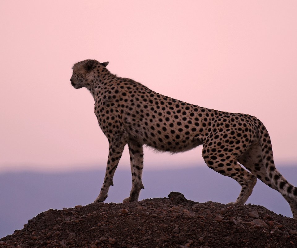 Обои закат, хищник, охотник, гепард, стойка, sunset, predator, hunter, cheetah, stand разрешение 1920x1200 Загрузить