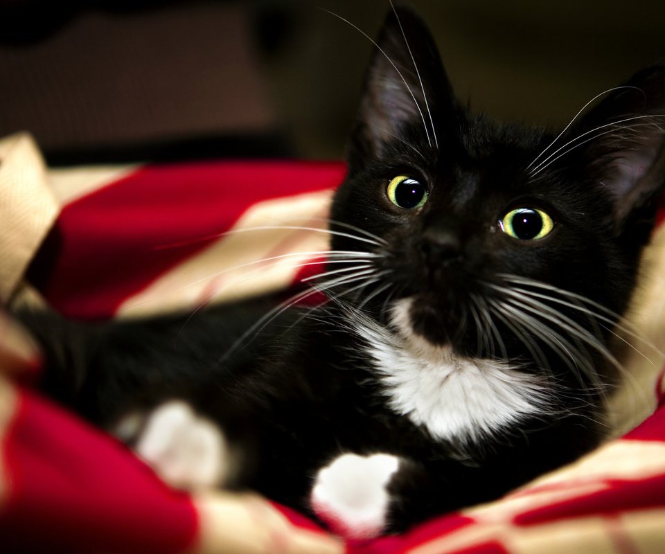 Обои кошка, взгляд, котенок, одеяло, чёрно-белый, лапки, милый, cat, look, kitty, blanket, black and white, legs, cute разрешение 2560x1600 Загрузить