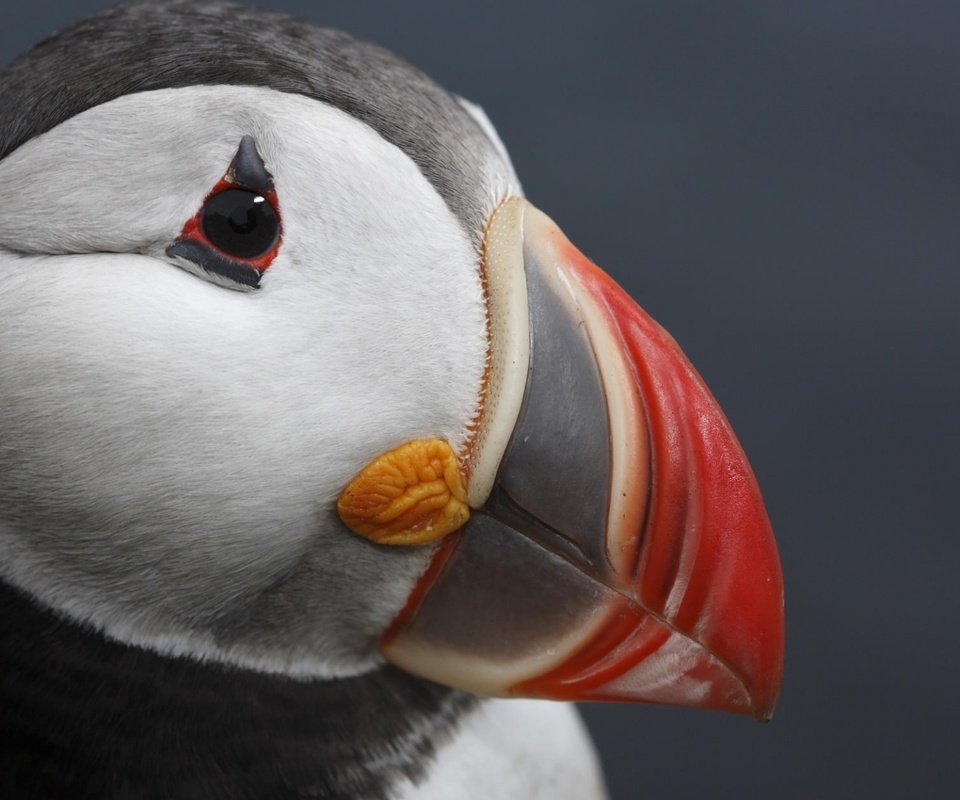 Обои макро, птица, клюв, тупик, голова, атлантический тупик, puffin, macro, bird, beak, stalled, head, atlantic puffin разрешение 1920x1200 Загрузить