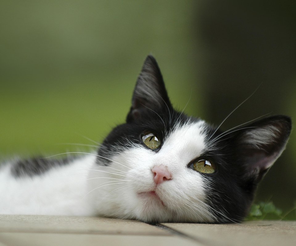 Обои глаза, кот, кошка, взгляд, лежит, чёрно-белый, eyes, cat, look, lies, black and white разрешение 2560x1600 Загрузить