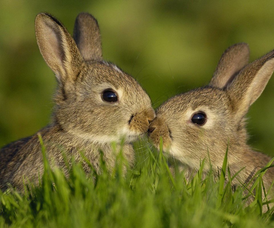 Обои трава, любовь, семья, кролики, зайцы, grass, love, family, rabbits разрешение 1920x1200 Загрузить