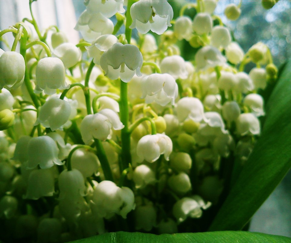Обои цветы, ландыши, белые, makro, cvet, bliki, flowers, lilies of the valley, white разрешение 2592x1944 Загрузить
