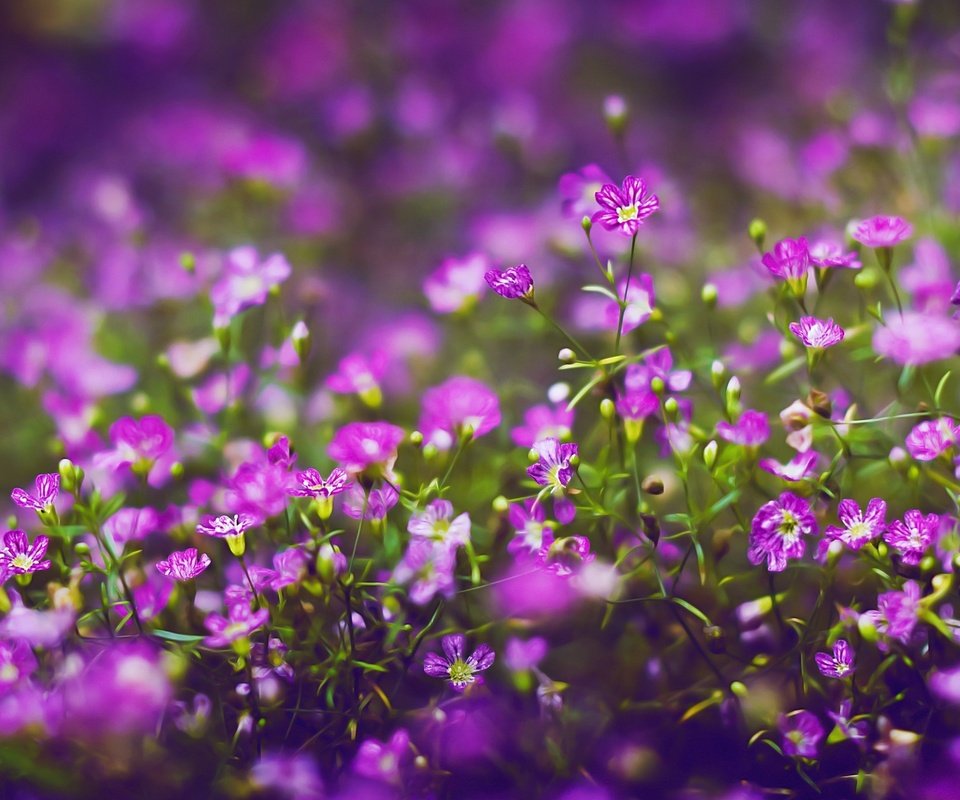 Обои цветы, лепестки, полевые цветы, фиолетовые, flowers, petals, wildflowers, purple разрешение 2560x1600 Загрузить