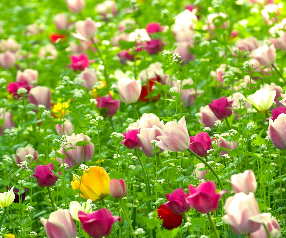 Обои цветы, природа, поле, тюльпаны, полюс, cvety, vesna, tyulpany, rasteniya, priroda, flowers, nature, field, tulips, pole разрешение 1920x1200 Загрузить