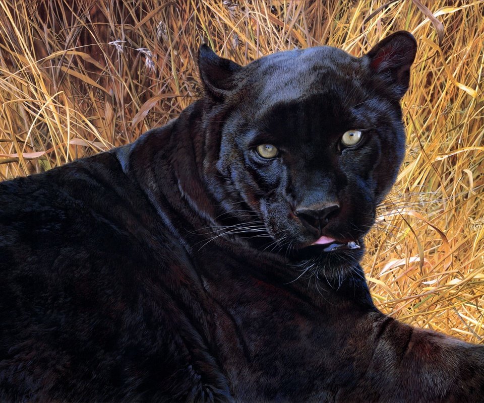 Обои арт, картина, пантера, черная, carl brenders, black sphinx, art, picture, panther, black разрешение 2599x1730 Загрузить