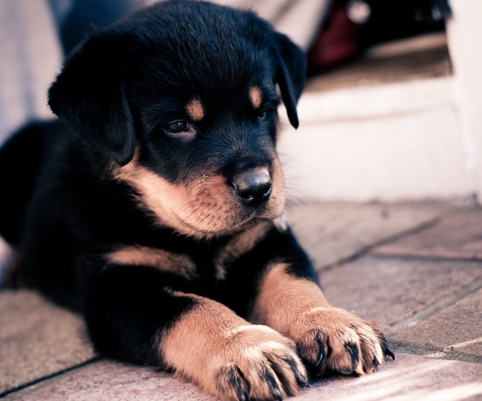 Обои морда, лапы, собака, щенок, ротвейлер, face, paws, dog, puppy, rottweiler разрешение 2560x1600 Загрузить