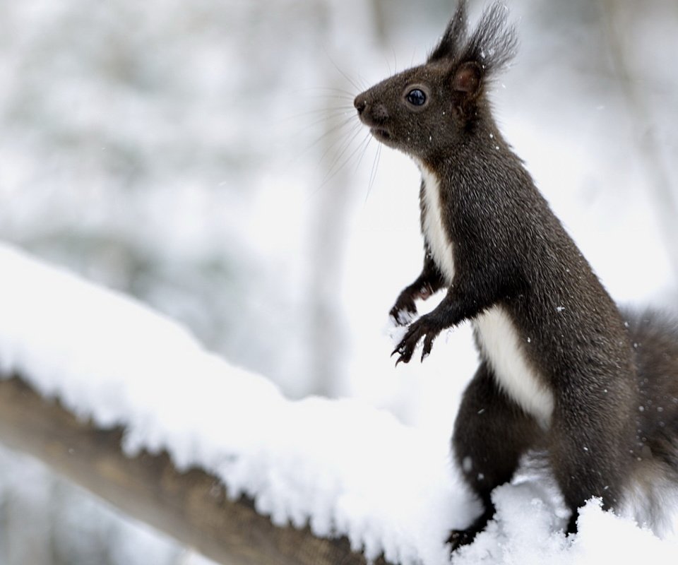 Обои снег, животные, серая, белка, зверек, стойка, грызун, snow, animals, grey, protein, animal, stand, rodent разрешение 1920x1200 Загрузить