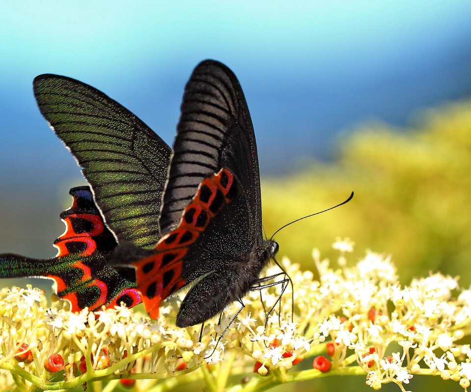 Обои цветы, макро, бабочка, крылья, насекомые, размытость, flowers, macro, butterfly, wings, insects, blur разрешение 2048x1366 Загрузить