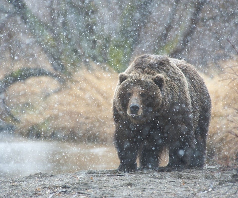 Обои река, природа, лес, медведь, камчатка, русский медведь, river, nature, forest, bear, kamchatka, russian bear разрешение 1920x1278 Загрузить