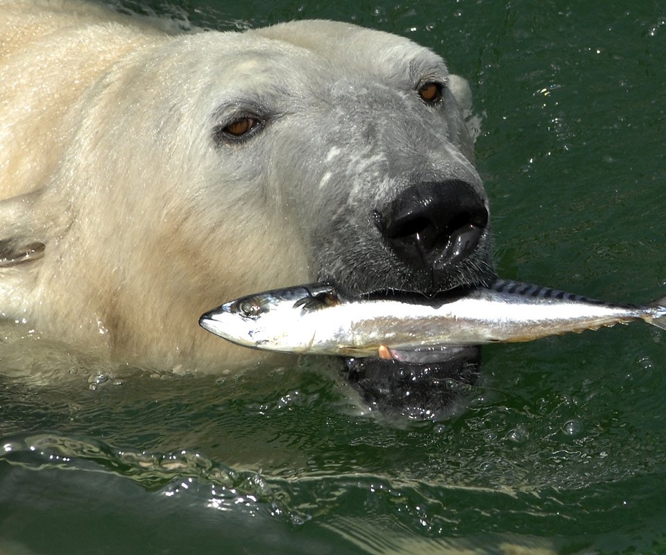 Обои вода, медведь, белый, рыба, скумбрия, полярный, северный, water, bear, white, fish, mackerel, polar, north разрешение 2200x1453 Загрузить