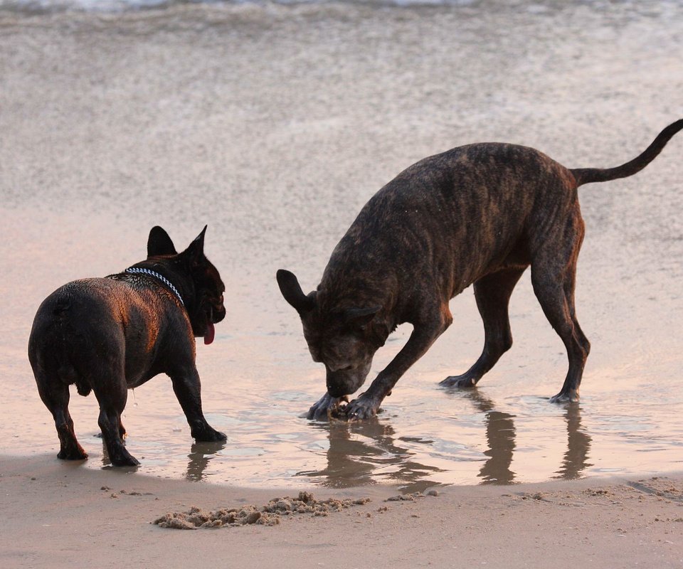Обои море, песок, пляж, собаки, sea, sand, beach, dogs разрешение 1920x1200 Загрузить