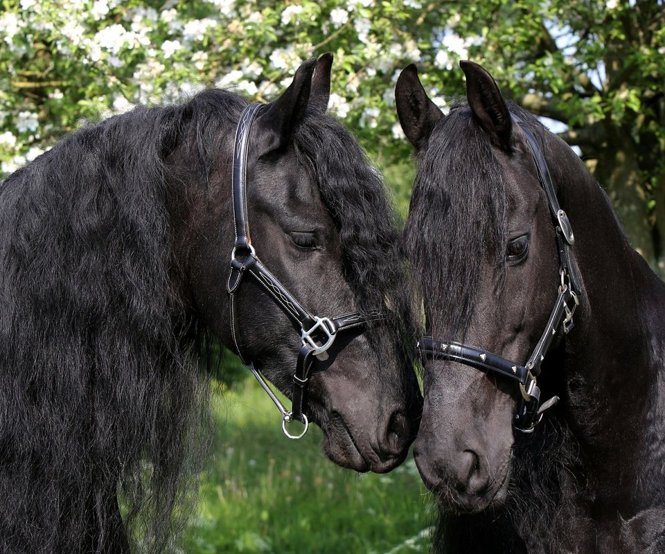 Обои лошади, грива, чёрные, яблони, пара коней вороных, horse, mane, black, apple, a pair of horses black horses разрешение 2048x1363 Загрузить