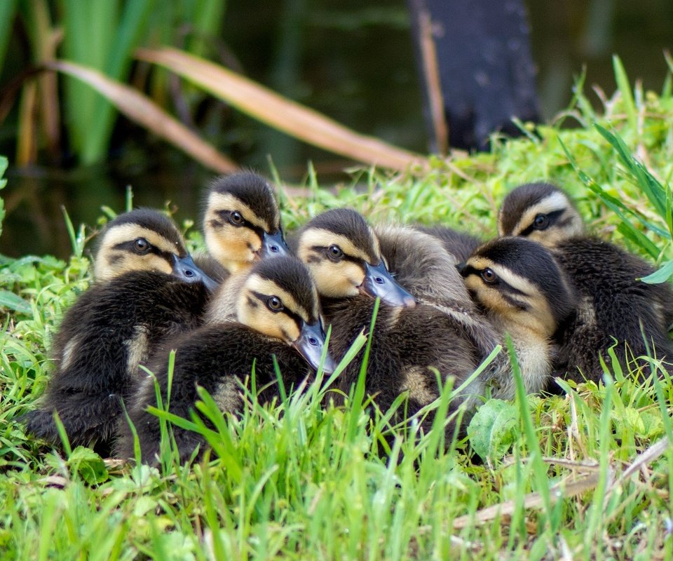 Обои трава, птицы, утята, утки, grass, birds, ducklings, duck разрешение 2048x1371 Загрузить