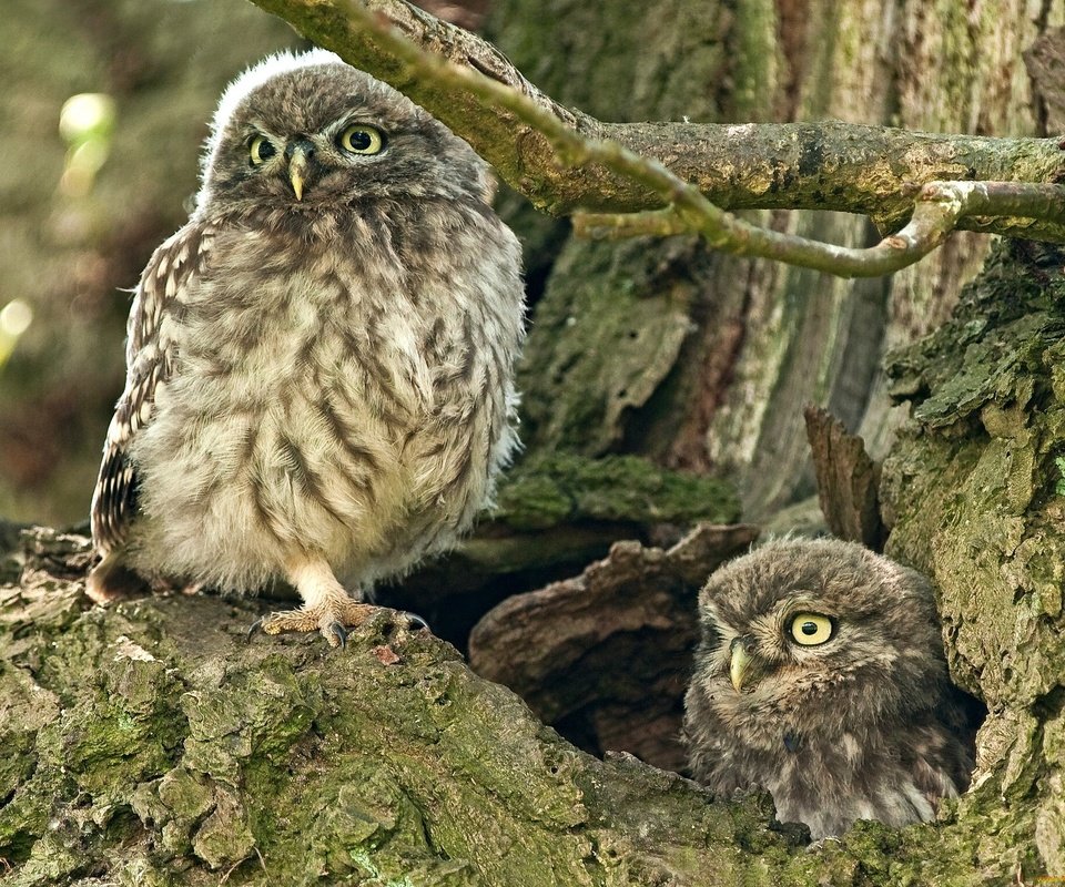 Обои сова, дерево, птица, совы, дупло, домовый сыч, owl, tree, bird, owls, the hollow, the little owl разрешение 2048x1537 Загрузить