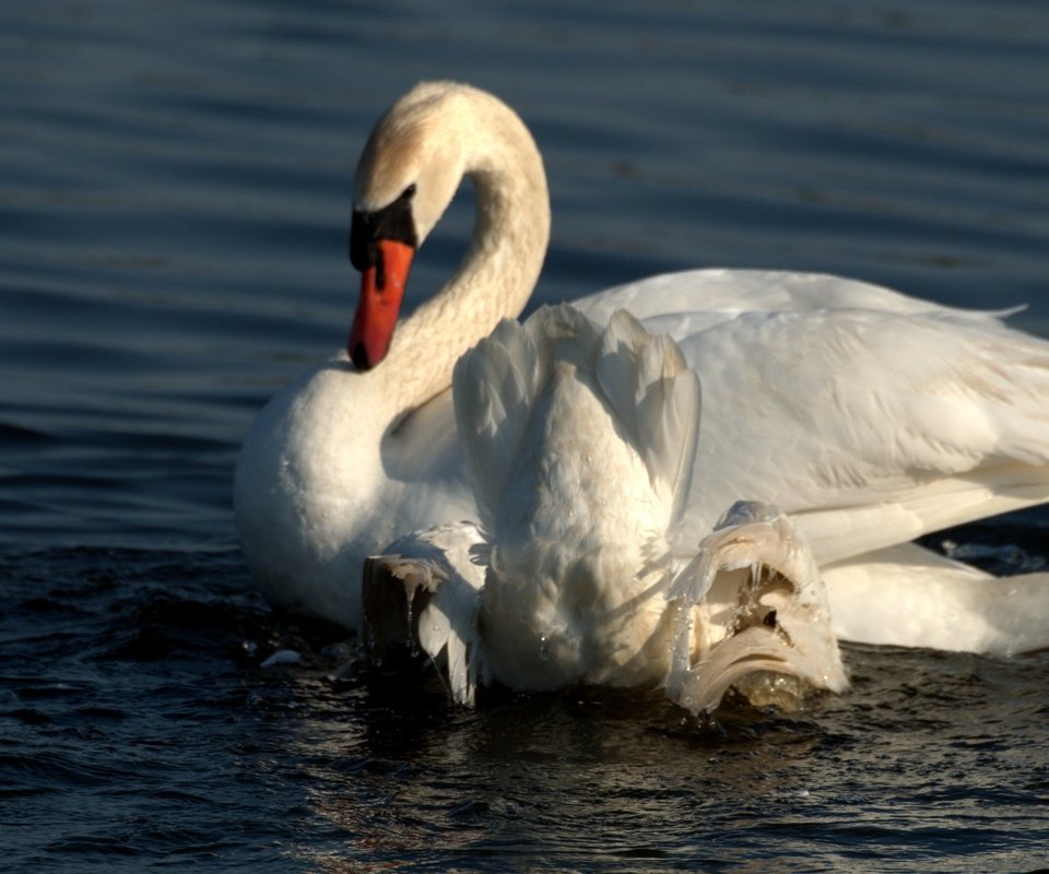 Обои вода, крылья, белый, птицы, лебедь, water, wings, white, birds, swan разрешение 2592x1725 Загрузить