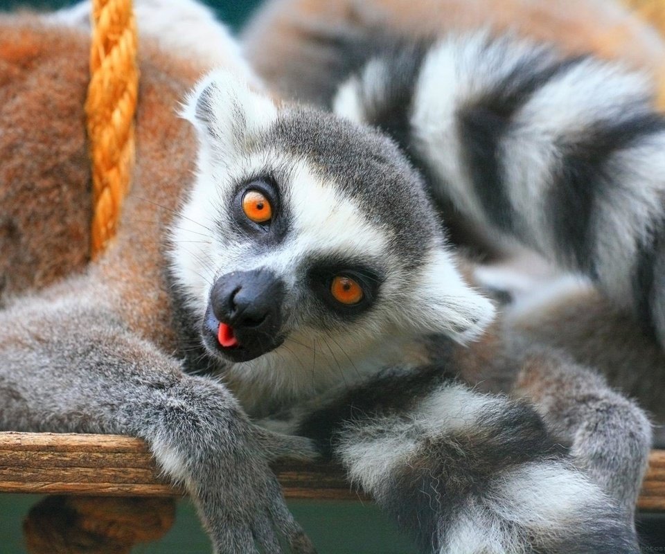 Обои лемур, lemur разрешение 2560x1920 Загрузить
