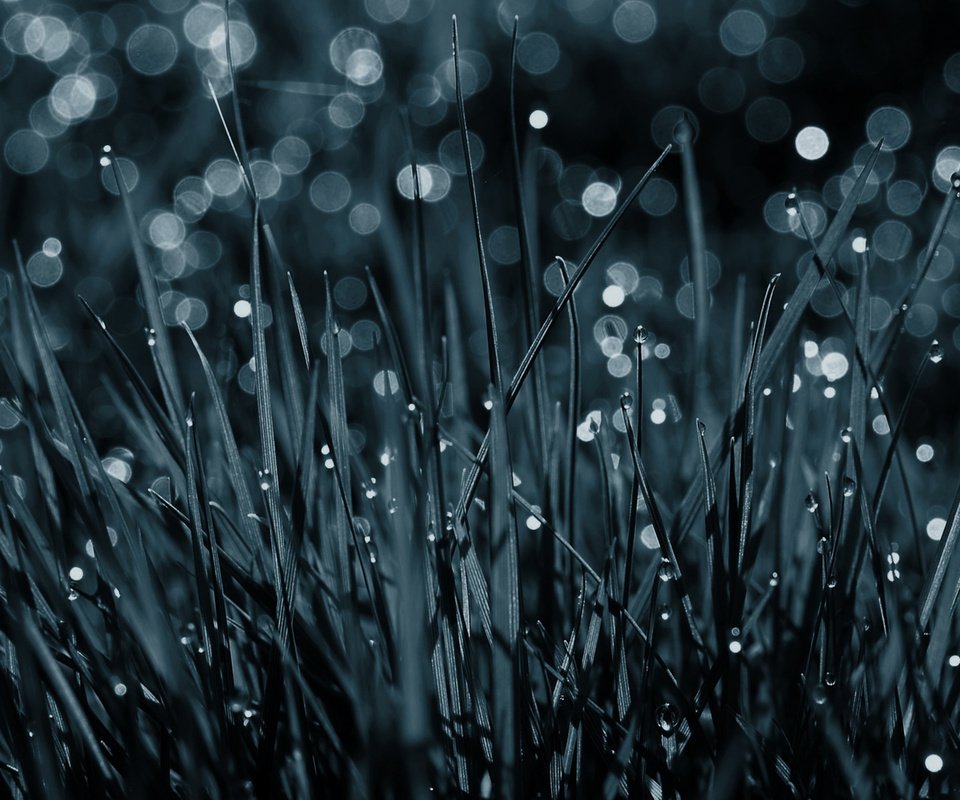 Обои природа, дождь падает на траву, nature, the rain falls on the grass разрешение 1920x1080 Загрузить