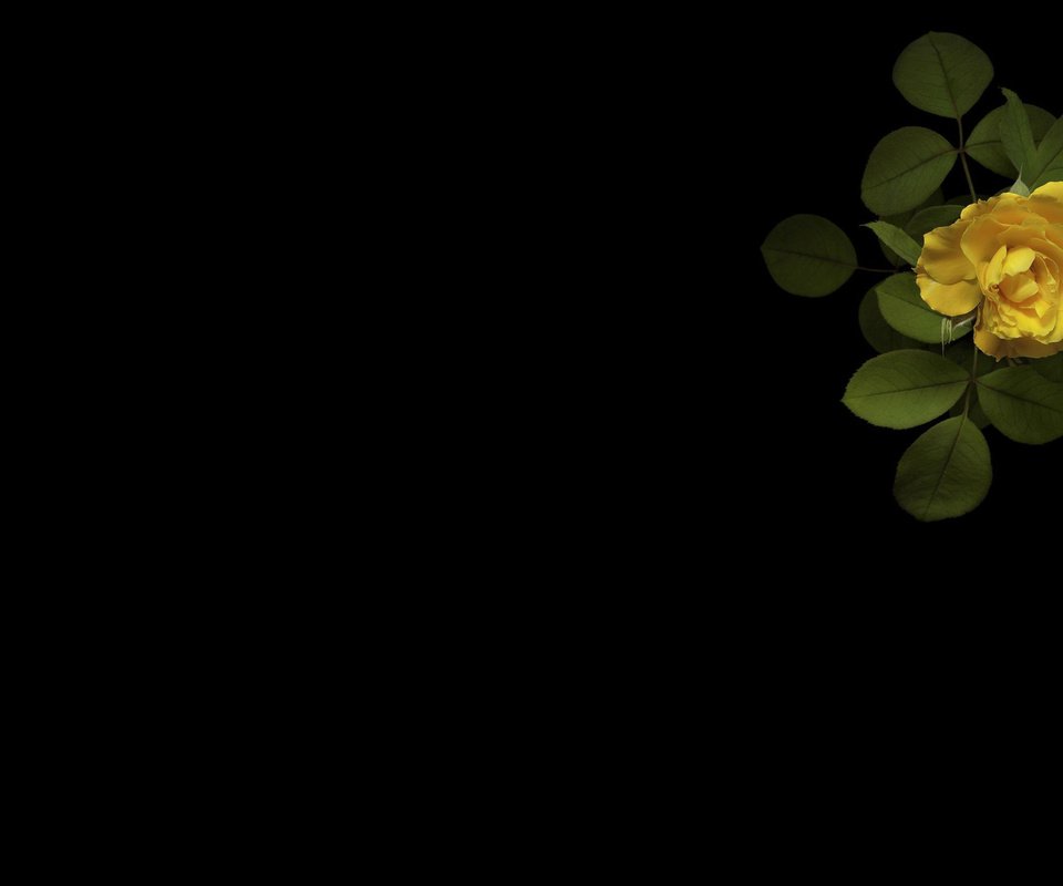 Обои минимализм, черный фон, желтая роза, minimalism, black background, yellow rose разрешение 2560x1600 Загрузить