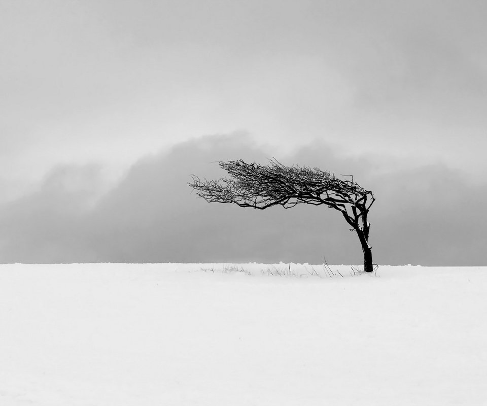 Обои снег, дерево, поле, м, snow, tree, field, m разрешение 1920x1200 Загрузить
