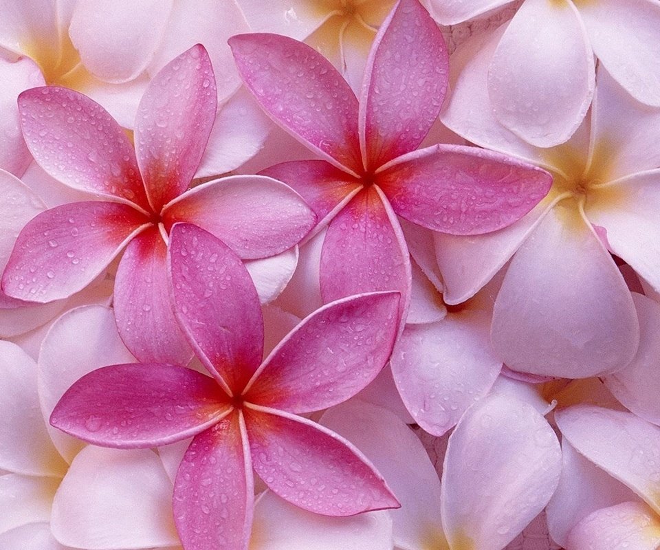Обои цветы, макро, розовая, плюмерия, flowers, macro, pink, plumeria разрешение 1920x1200 Загрузить