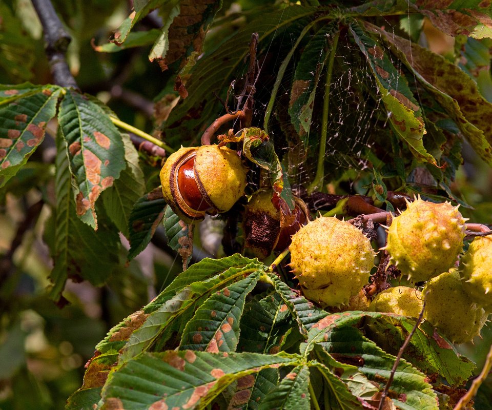 Обои дерево, осень, каштаны, tree, autumn, chestnuts разрешение 2048x1375 Загрузить