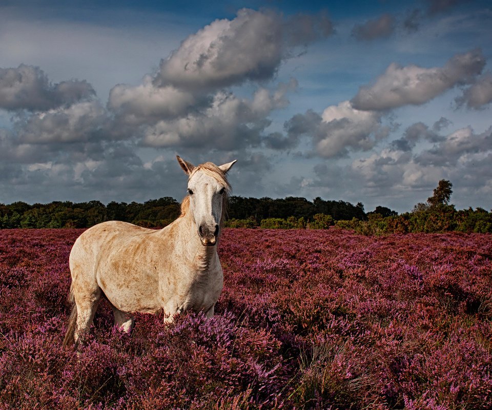 Обои цветы, лошадь, поле, конь, flowers, horse, field разрешение 2048x1365 Загрузить
