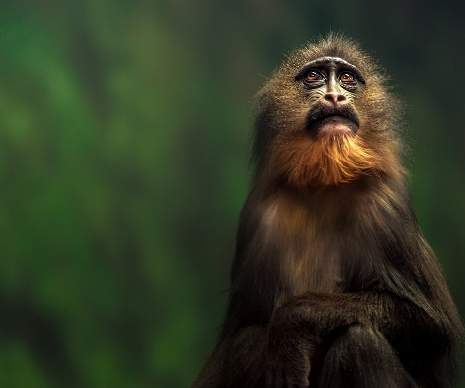 Обои взгляд, обезьяна, тамарин, look, monkey, tamarin разрешение 2048x1363 Загрузить