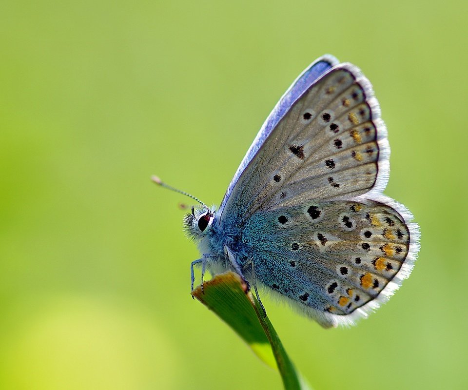 Обои трава, макро, насекомое, бабочка, стебель, ziva & amir, common blue, голубянка икар, grass, macro, insect, butterfly, stem, polyommatus icarus разрешение 3383x2317 Загрузить