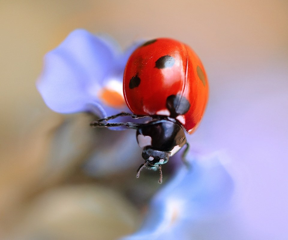 Обои жук, макро, насекомое, цветок, божья коровка, beetle, macro, insect, flower, ladybug разрешение 2048x1324 Загрузить