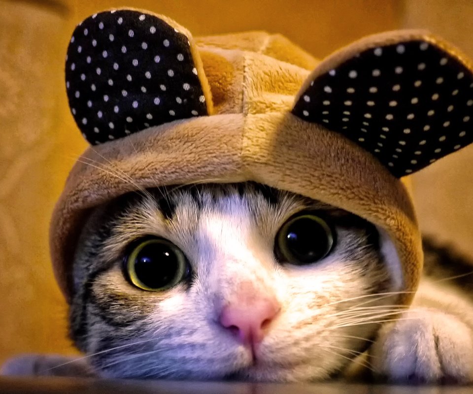 Обои кот, кошка, взгляд, уши, капюшон, cat, look, ears, hood разрешение 2560x1440 Загрузить