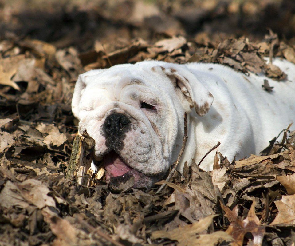 Обои листья, осень, собака, животное, бульдог, английский бульдог, leaves, autumn, dog, animal, bulldog, english bulldog разрешение 1920x1200 Загрузить