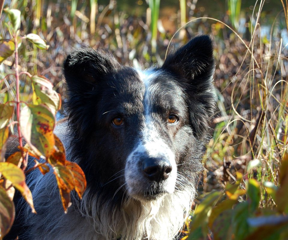 Обои листья, мордочка, взгляд, собака, бордер-колли, leaves, muzzle, look, dog, the border collie разрешение 3008x2000 Загрузить