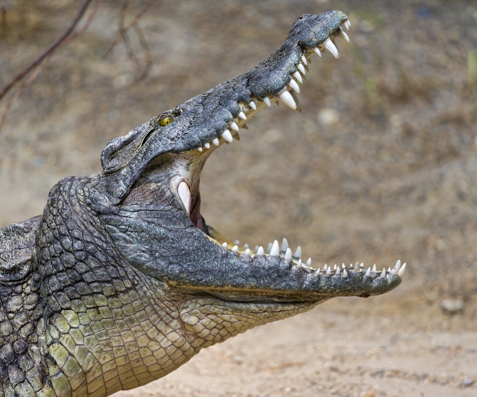 Обои зубы, крокодил, пасть, рептилия, © tambako jaguar, teeth, crocodile, mouth, reptile, © tambako the jaguar разрешение 2876x1800 Загрузить