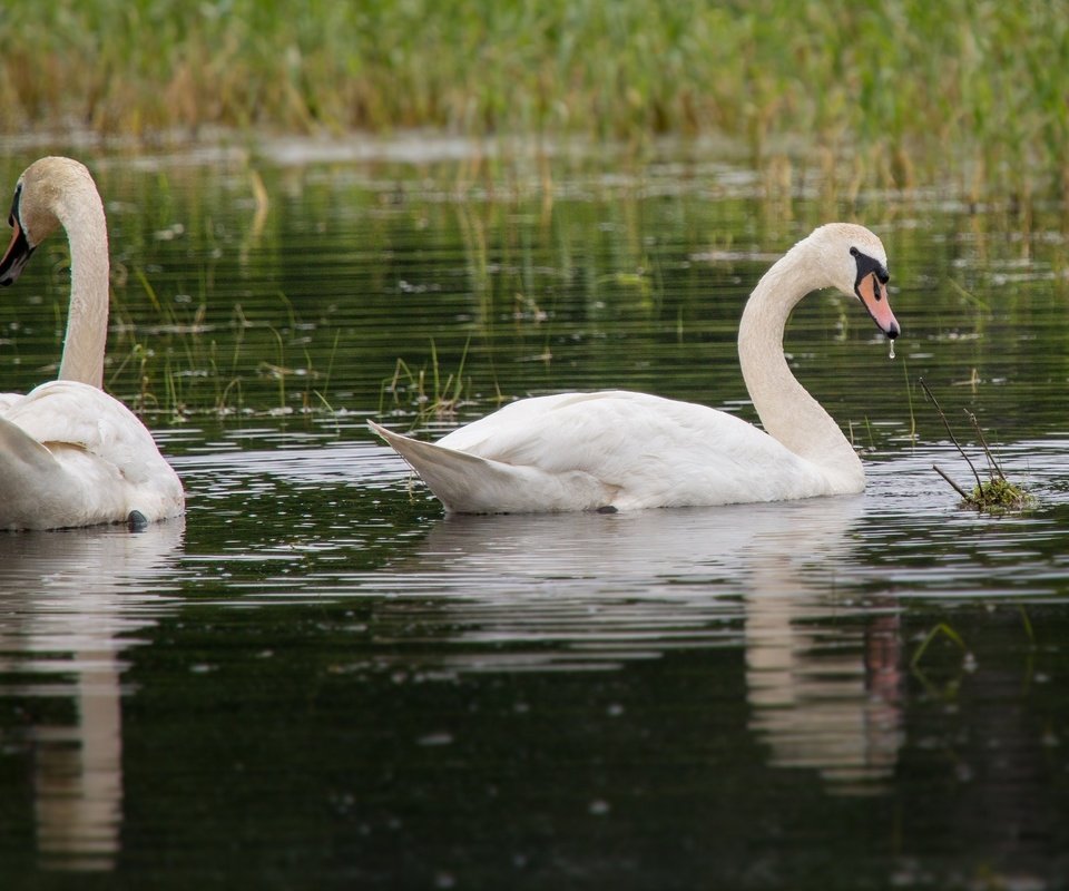 Обои трава, вода, птицы, пара, белые, лебеди, грация, grass, water, birds, pair, white, swans, grace разрешение 2048x1366 Загрузить