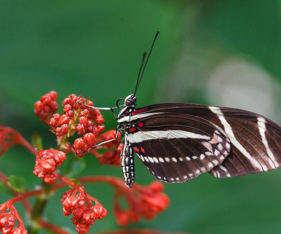 Обои насекомое, цветок, бабочка, крылья, растение, мотылек, insect, flower, butterfly, wings, plant, moth разрешение 2048x1365 Загрузить