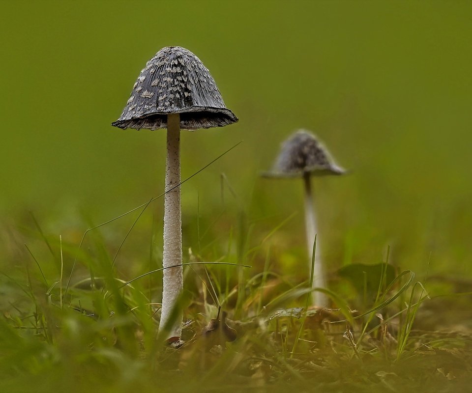 Обои природа, фон, грибы, nature, background, mushrooms разрешение 1920x1279 Загрузить