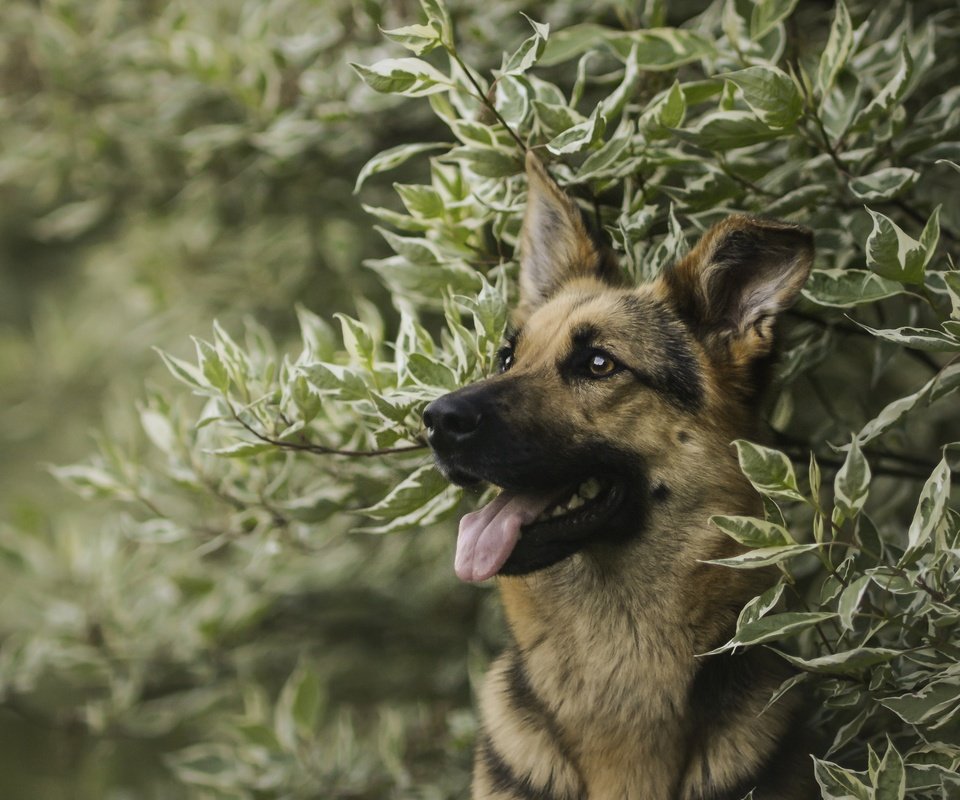 Обои морда, портрет, ветки, собака, немецкая овчарка, овчарка, face, portrait, branches, dog, german shepherd, shepherd разрешение 3600x2400 Загрузить