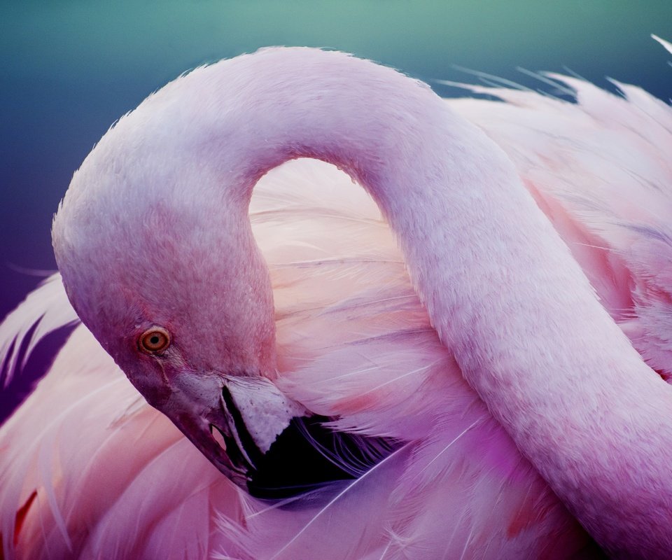 Обои фламинго, птица, розовый, перья, шея, flamingo, bird, pink, feathers, neck разрешение 2880x1920 Загрузить