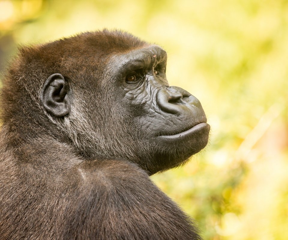 Обои природа, фон, обезьяна, горилла, nature, background, monkey, gorilla разрешение 2560x1707 Загрузить