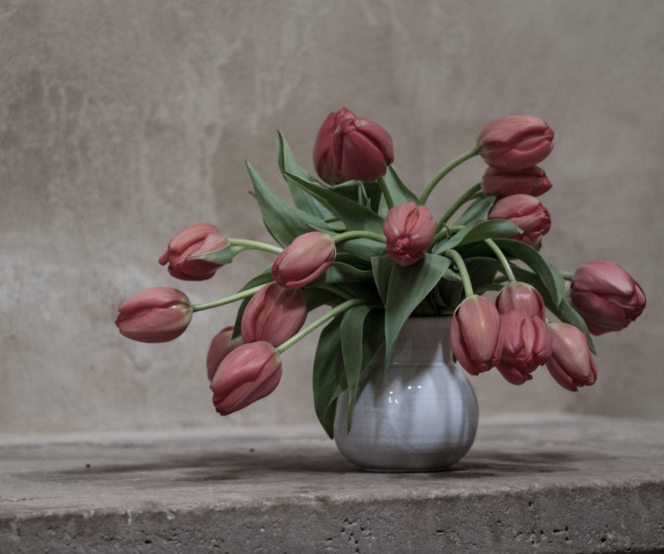 Обои цветы, фон, тюльпаны, flowers, background, tulips разрешение 1920x1275 Загрузить